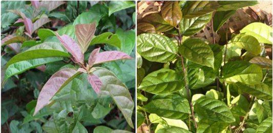Cây xạ đen được mệnh danh là cây ung thư có thể hỗ trợ điều trị nhiều loại bệnh. (Nguồn: internet).