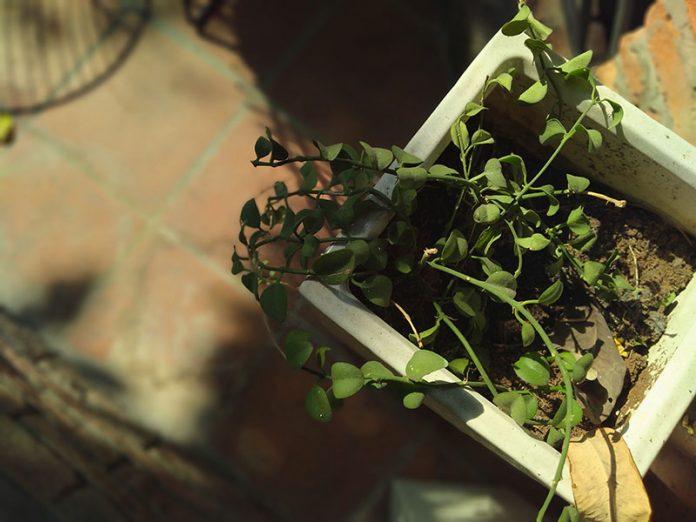 Khả năng xóa phông của máy cực kì hiệu quả. Ảnh: internet