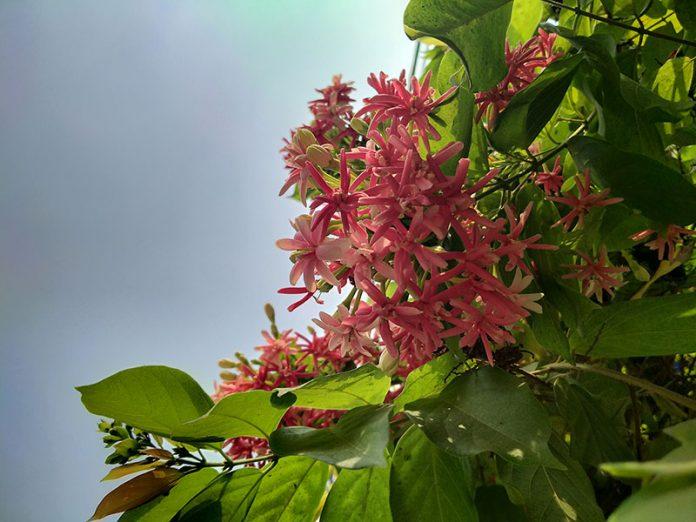 Thuật toán xử lí hình ảnh của Realme 5i được đánh giá cao. Ảnh: internet