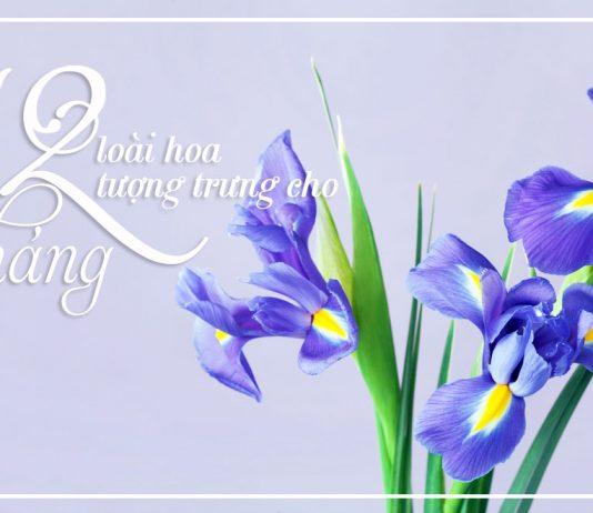 12 loài hoa tượng trưng cho 12 tháng sinh tiết lộ điều gì về con người bạn? loài hoa tượng trưng cho 12 tháng