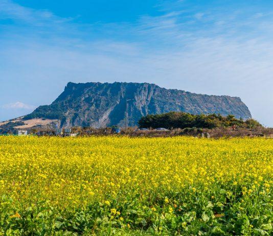jeju-dao