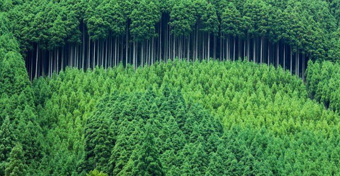 Trồng cây là hành động thiết thực bảo vệ rừng xanh và môi trường (ảnh: internet). 