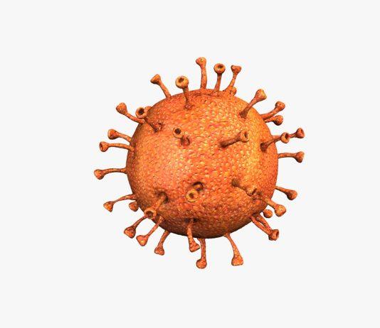 Virus corona ( nguồn : internet )