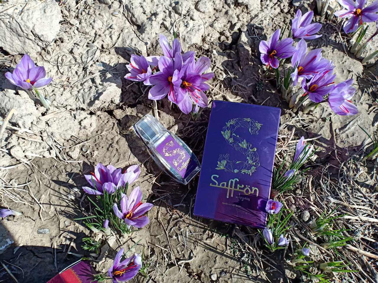 saffron-shyam-xanh