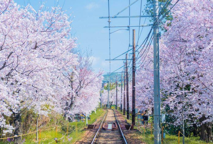 Mùa hoa anh đào ở Kyoto. (nguồn: Internet)