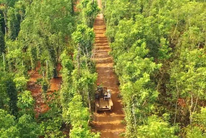 HHen Niê ở nhà tránh dịch: Trổ tài yêu bếp lại còn trèo cây, cuốn đất điêu luyện con người HHen Niê là ai HHen Niê quê ở đâu H’hen nie hình ảnh Hoa hậu hoa hậu HHen Niê Hoa hậu Hoàn vũ Việt Nam hoa hậu quốc dân Sao Việt trang phục vlogger