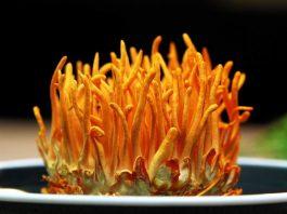 Đông trùng hạ thảo