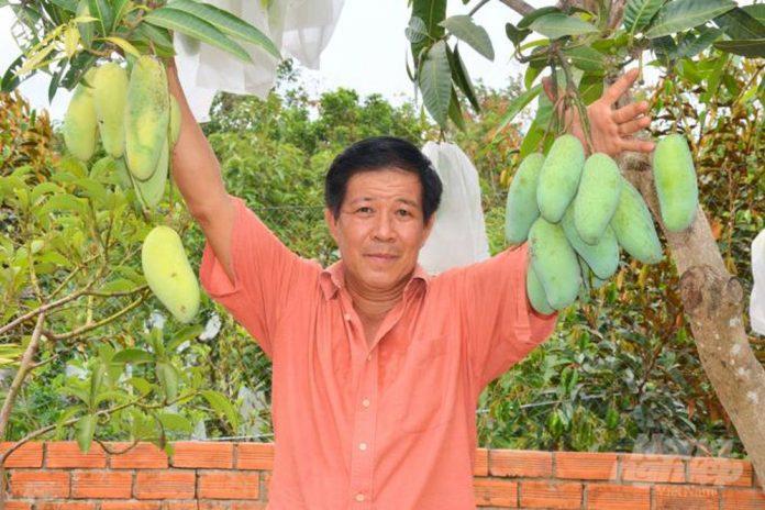 Giống xoài Tài Lộc do anh Nguyễn Thanh Sơn tại Chợ Lách – Bến Tre lai tạo (Nguồn: Internet)