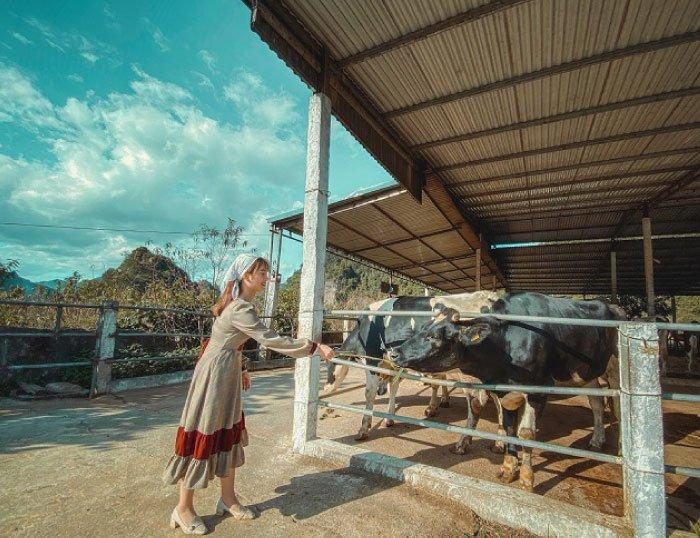 Trang trại bò sữa Dairy farm Mộc Châu. (Nguồn: Internet)