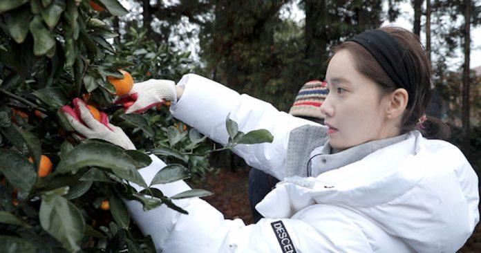 Cô nàng có vẻ khá chuộng mẫu băng đô này (Nguồn: Internet)