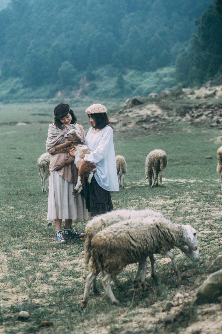 Cánh đồng nuôi cừu Nghệ An (ảnh Internet)
