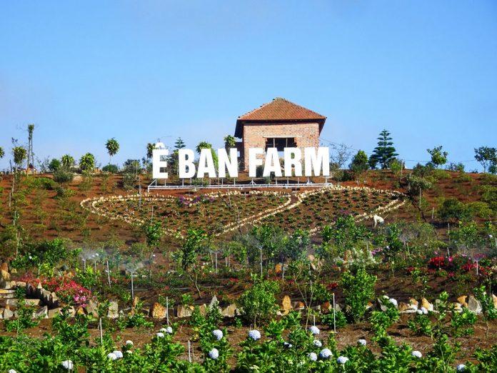 Ê Ban Farm là một nông trại nổi tiếng ở Măng Đen (Nguồn: Internet)