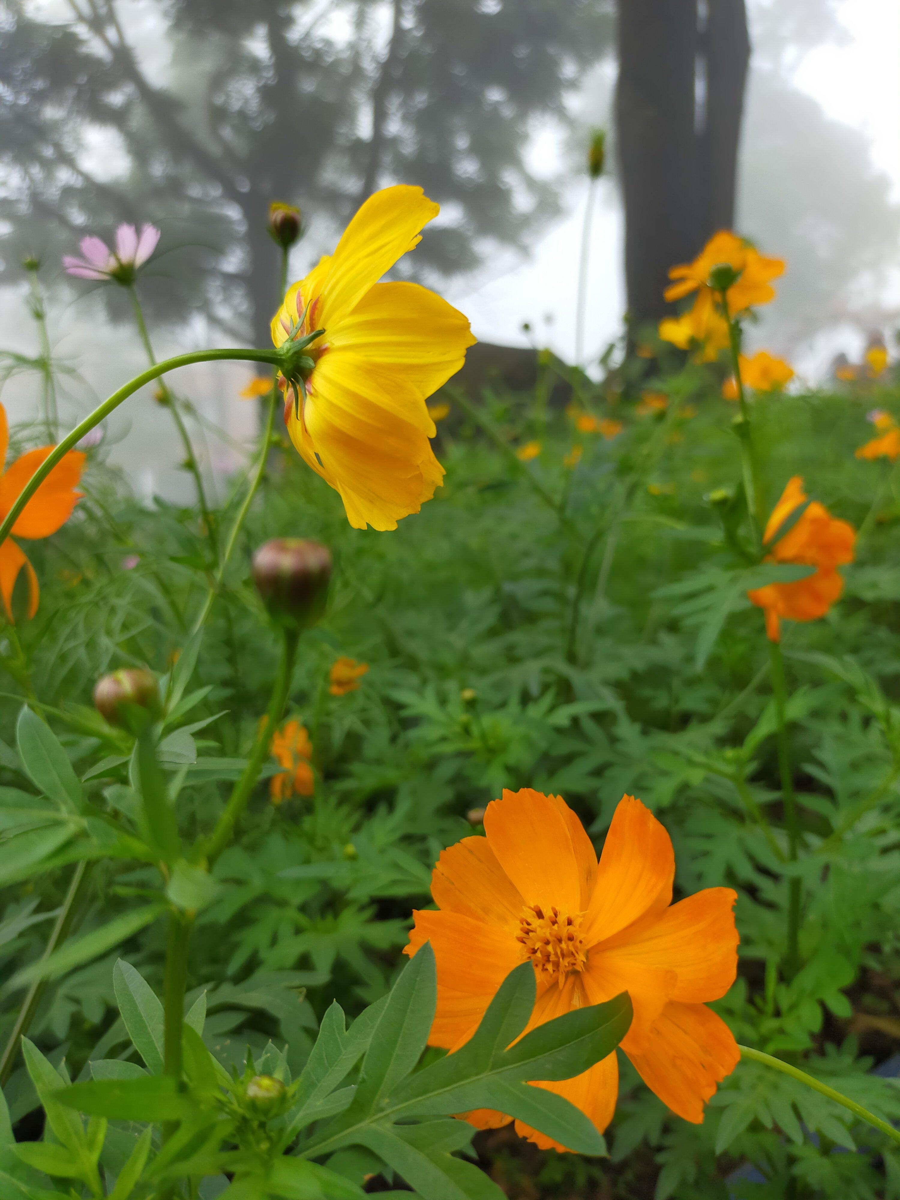 Hoa soi nhái vàng tươi trong sớm mai (ảnh: BlogAnChoi)
