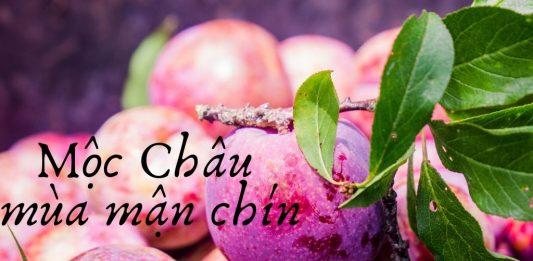 Mộc Châu mùa mận chín. (Nguồn: Internet)