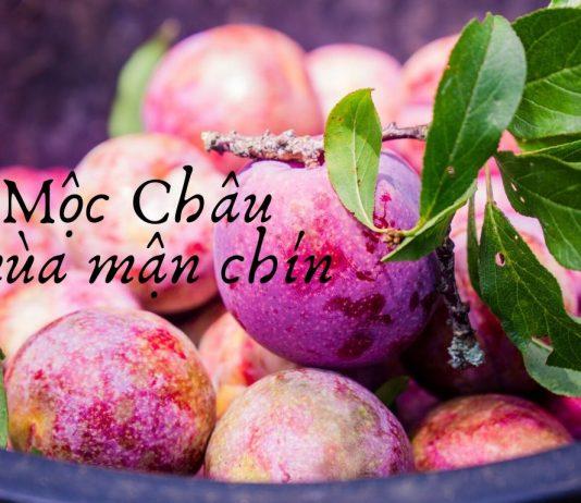 Mộc Châu mùa mận chín. (Nguồn: Internet)