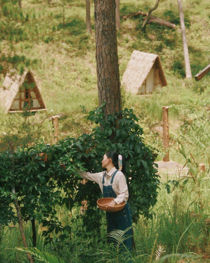 Vẻ đẹp lao động nơi đây (ảnh: Instagram @meodien32)