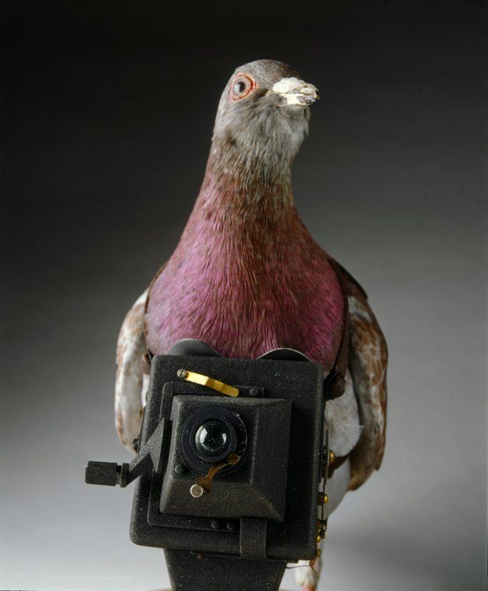 Bồ câu được trang bị camera thời chiến.