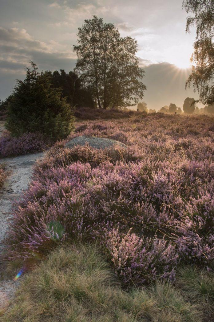 Lüneburg Heath. (Ảnh: Interent)