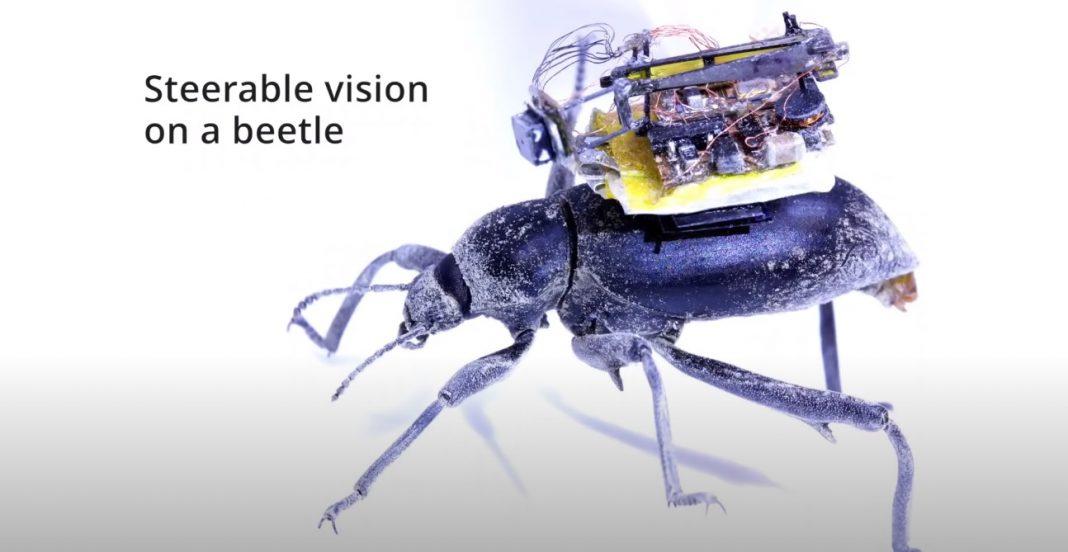 Hệ thống camera tí hon được đặt trên lưng côn trùng.