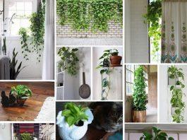 Cây trầu bà máy lọc khí tự nhiên (Ảnh: Internet)