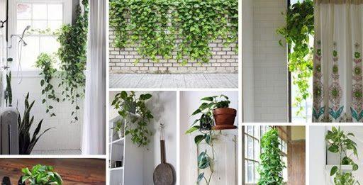 Bí quyết chọn cây hút khí độc cho căn nhà của bạn Cây trầu bà máy lọc khí tự nhiên (Ảnh: Internet)