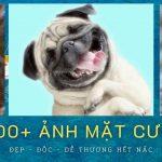 200+ ảnh mặt cười: Đẹp – Độc – Dễ thương hết nấc