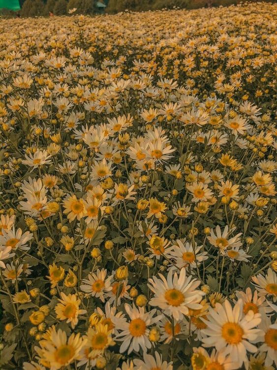 Tổng hợp phong cảnh thiên nhiên buồn (Nguồn: Internet)