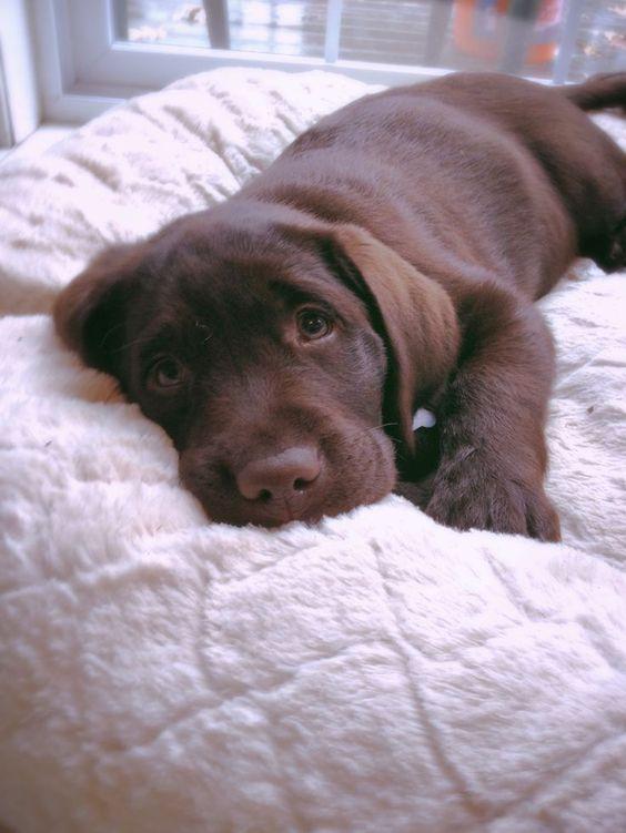 Tổng hợp ảnh chó, mèo buồn (Nguồn: Internet) Tổng hợp ảnh chó, mèo buồn (Nguồn: Internet)