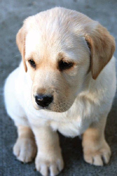 Tổng hợp ảnh chó, mèo buồn (Nguồn: Internet)