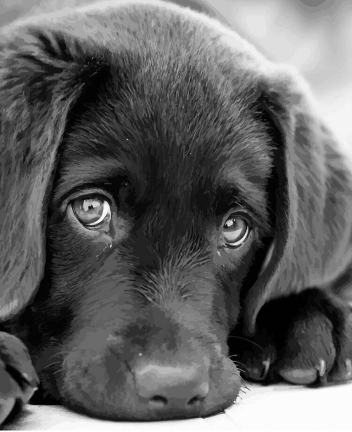 Tổng hợp ảnh chó, mèo buồn (Nguồn: Internet)