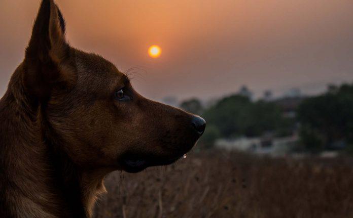 Tổng hợp ảnh chó, mèo buồn (Nguồn: Internet)