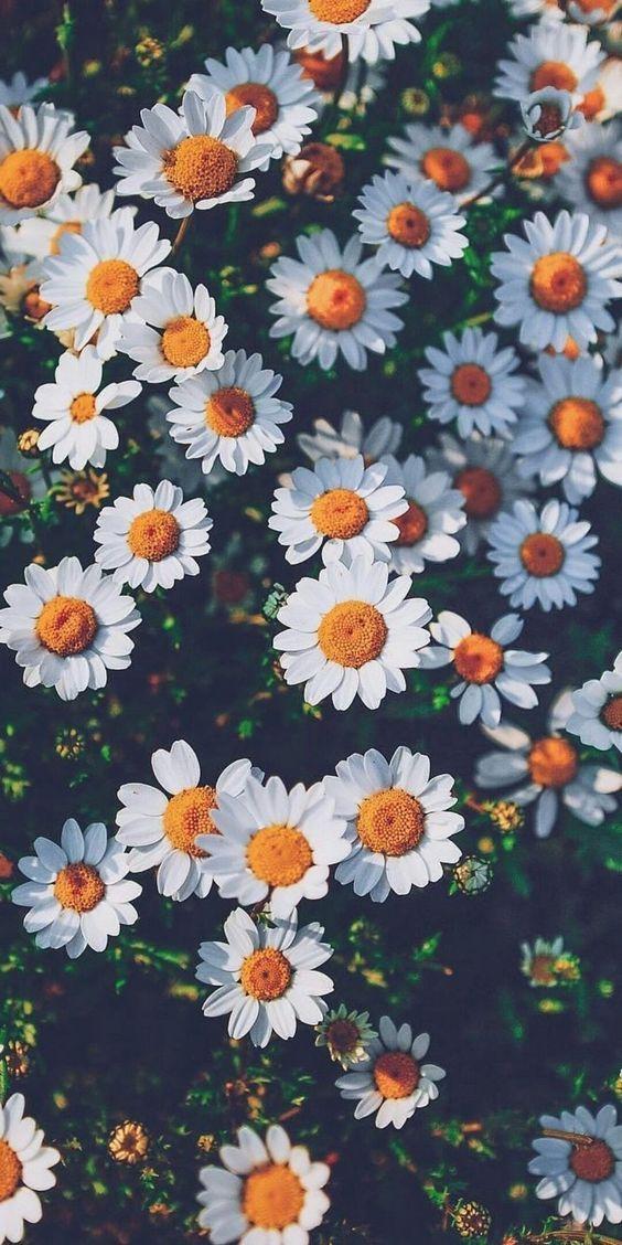 Điểm tô cho màn hình điện thoại của bạn với hình nền hoa cúc đẹp như một bức tranh sơn dầu với những cánh hoa xinh đẹp và sắc nét. Đây sẽ là một trải nghiệm đầy màu sắc và thú vị cho một ngày mới tươi đẹp.
