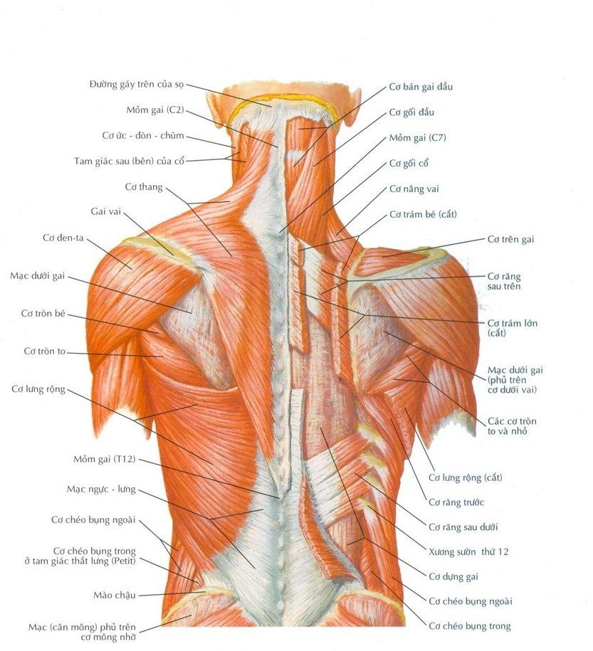 Vùng lưng có rất nhiều cơ với chức năng giữ cột sống đứng thẳng (Ảnh: Internet).