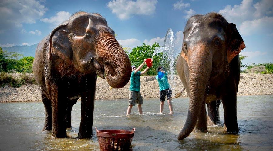 Tắm cho voi cũng là một trải nghiệm vô cùng thú vị (Nguồn: Internet)