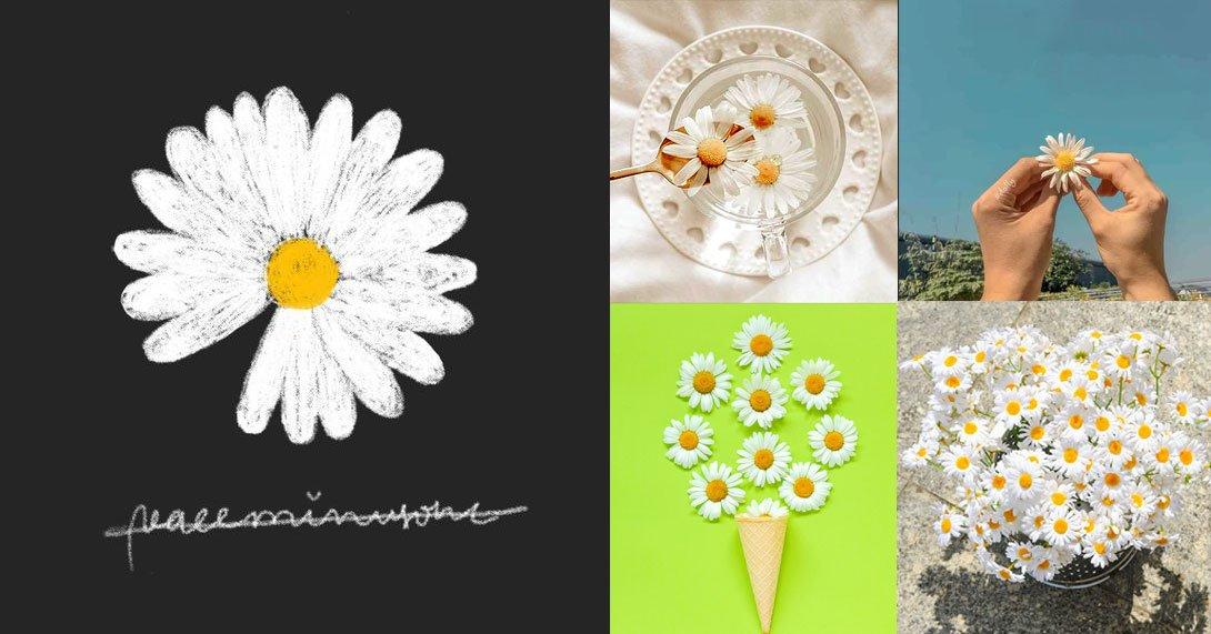 Nếu bạn muốn tìm kiếm một hình nền hoa tươi sáng và cuốn hút cho điện thoại hoặc máy tính của mình, thì hãy xem ngay bộ sưu tập hình nền hoa cúc đẹp này. Những hình ảnh tuyệt đẹp này sẽ khiến cho màn hình của bạn trở nên độc đáo và rực rỡ hơn.