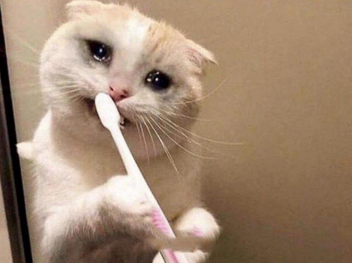 Meme là gì? 300+ meme hài, chất nhất quả đất để bạn comment dạo thả ga ...