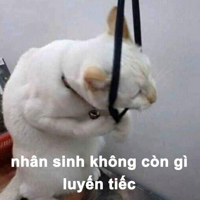 Meme là gì? 300+ meme hài, chất nhất quả đất để bạn comment dạo thả ga ...