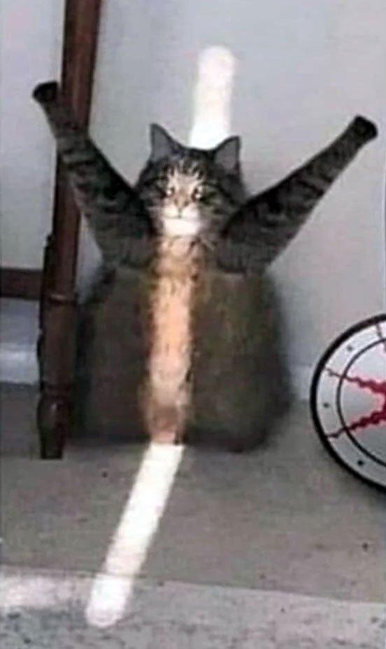 Meme là gì? 300+ meme hài, chất nhất quả đất để bạn comment dạo thả ga ...