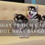 Top quán cafe thú cưng siêu dễ thương & hot nhất tại Sài Gòn