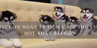 Top quán cafe thú cưng siêu dễ thương & hot nhất tại Sài Gòn