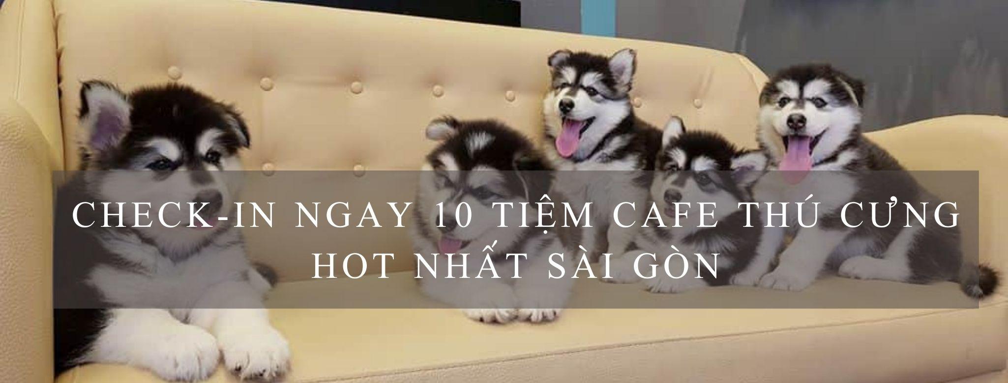 Top 10 quán cafe thú cưng siêu dễ thương & hot nhất tại Sài Gòn