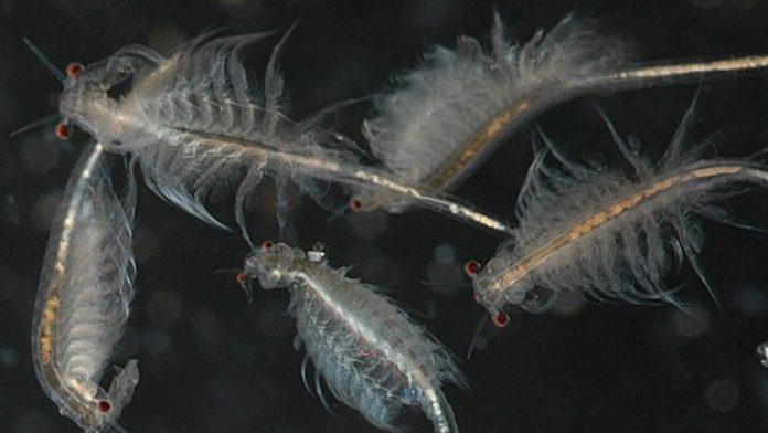 Artemia phóng to nhìn dưới kính hiển vi (Ảnh: Internet). Artemia phóng to nhìn dưới kính hiển vi (Ảnh: Internet).