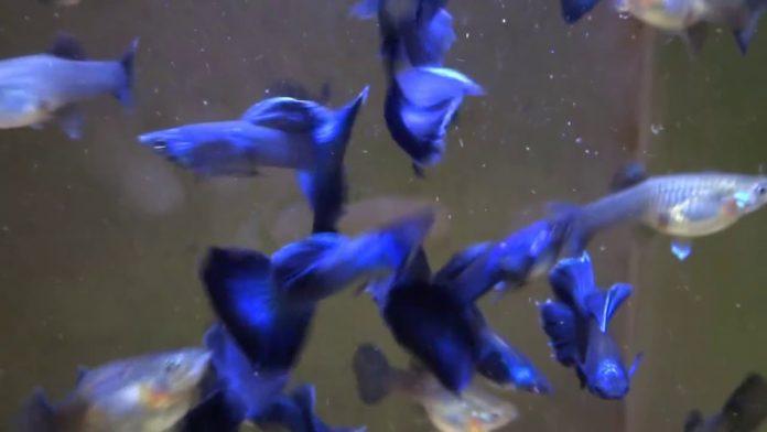 Blue tanzanite cũng được đặt tên theo một loại đá quý, với màu xanh đậm hơn (Ảnh: Internet). Blue tanzanite cũng được đặt tên theo một loại đá quý, với màu xanh đậm hơn (Ảnh: Internet).