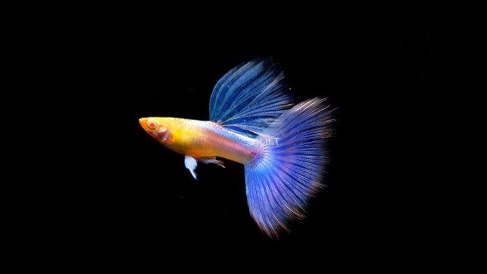 Blue topaz được đặt tên theo loại đá quý topaz có màu xanh lam tươi sáng (Ảnh: Internet). Blue topaz được đặt tên theo loại đá quý topaz có màu xanh lam tươi sáng (Ảnh: Internet).