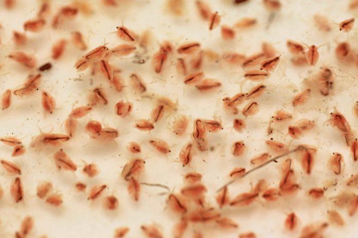 Bo bo, hay còn gọi là rận nước, là nguồn thức ăn bổ dưỡng cho cá (Ảnh: Internet). Bo bo, hay còn gọi là rận nước, là nguồn thức ăn bổ dưỡng cho cá (Ảnh: Internet).