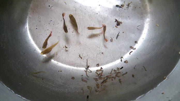 Lăng quăng là loại mồi sống dễ kiếm nhất cho cá bảy màu (Ảnh: Internet). Lăng quăng là loại mồi sống dễ kiếm nhất cho cá bảy màu (Ảnh: Internet).