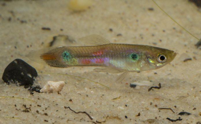 Cá bảy màu hoang dã trong tự nhiên trông rất bình thường (Ảnh: Internet). Cá bảy màu hoang dã trong tự nhiên trông rất bình thường (Ảnh: Internet).