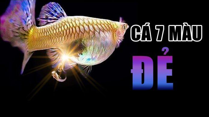 Cá nhưng lại đẻ con, chuyện lạ mà có thật đấy! (Ảnh: Internet). Cá mà lại đẻ con, chuyện lạ mà có thật đấy! (Ảnh: Internet).