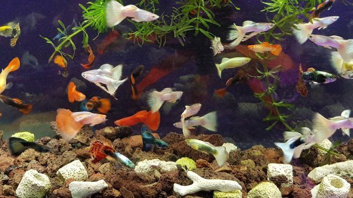 Thú chơi cá bảy màu sẽ tiếp tục phát triển rất sôi nổi (Ảnh: Internet). Thú chơi cá bảy màu sẽ tiếp tục phát triển rất sôi nổi (Ảnh: Internet).