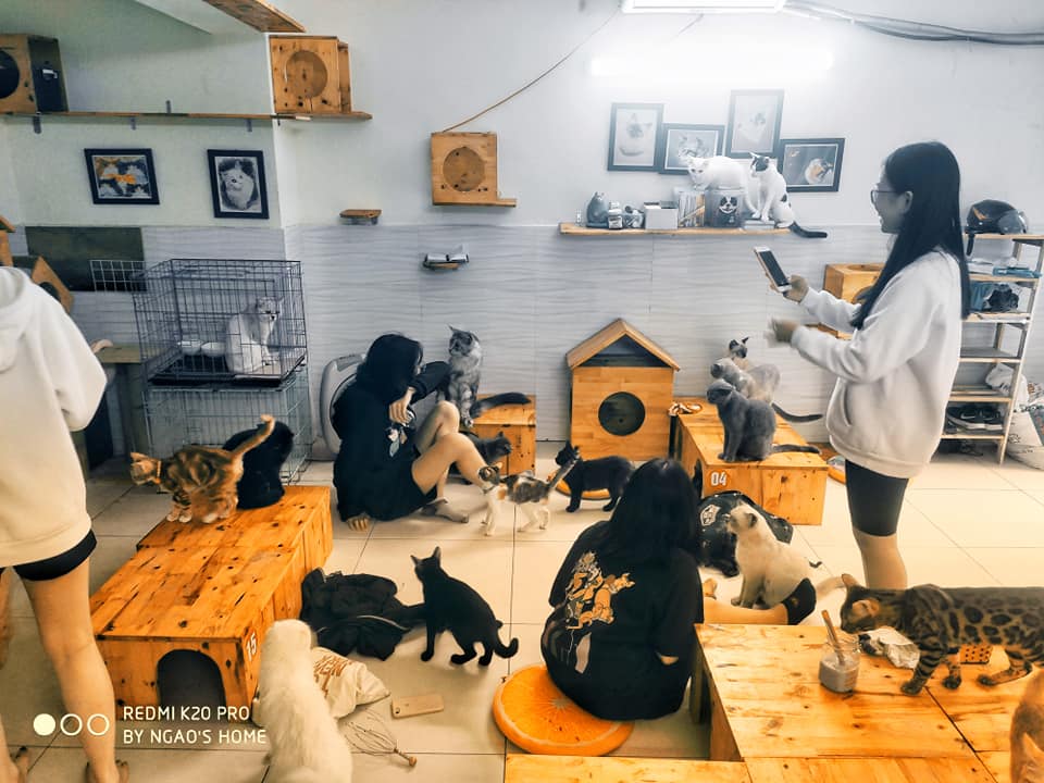 Quán cafe kiêm trạm cứu hộ các bé mèo đáng thương (Ảnh: Facebook Ngao's Home)